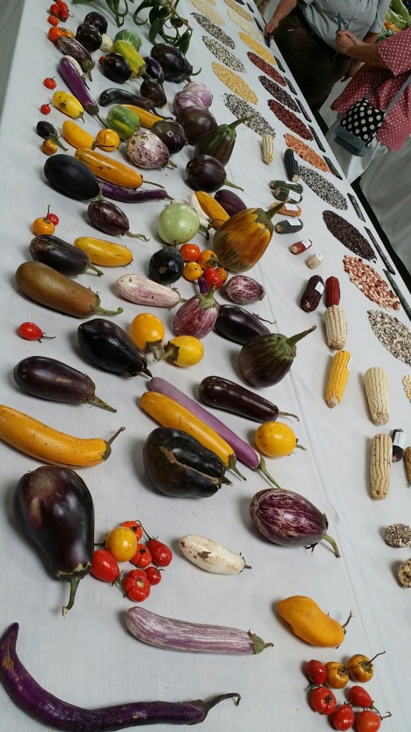 eggplant-growing-tips